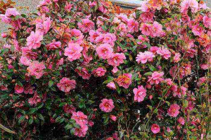 camellia varietal tree planting and outdoor care