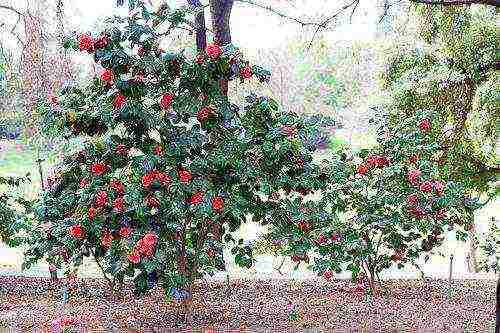 camellia varietal tree planting and outdoor care