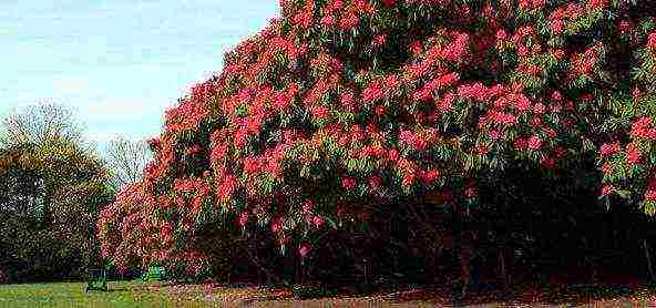 camellia varietal tree planting and outdoor care