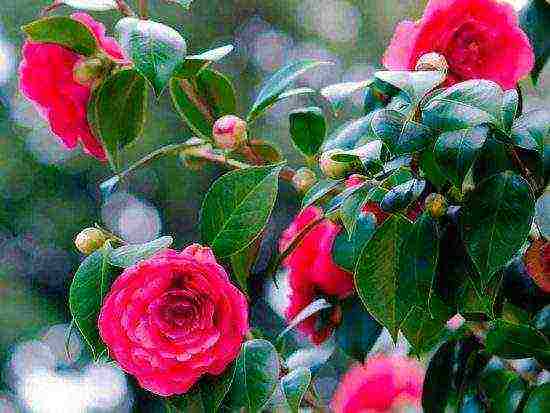 camellia varietal tree planting and outdoor care