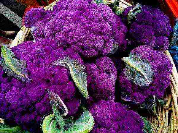 cauliflower best varieties