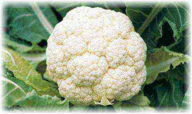 cauliflower best varieties