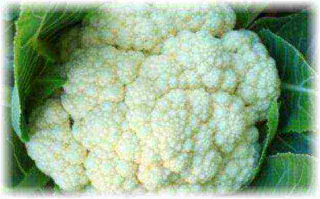 cauliflower best varieties