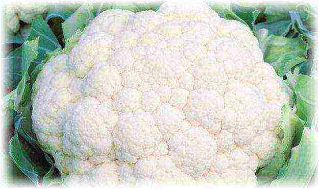 cauliflower best varieties