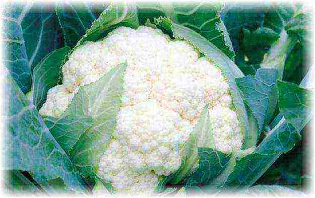 cauliflower best varieties