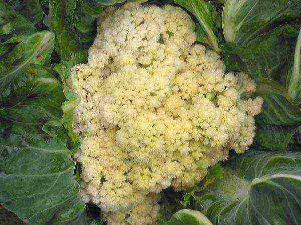 cauliflower best varieties