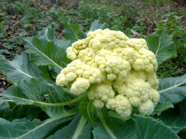 cauliflower best varieties