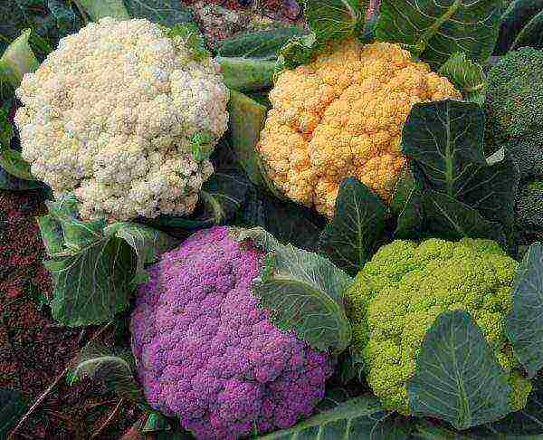 cauliflower best varieties