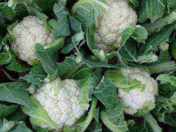 cauliflower best varieties