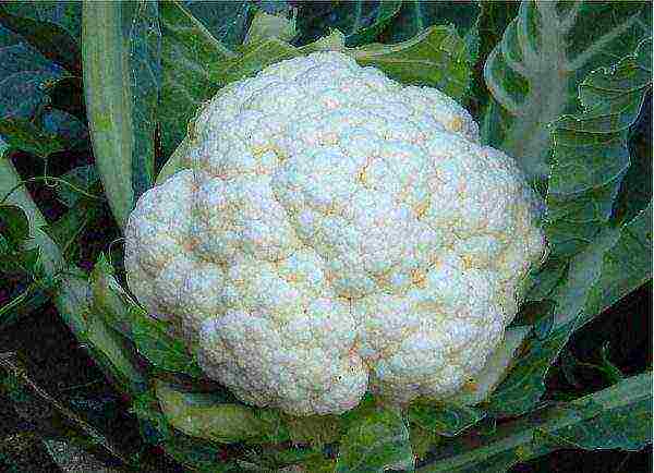 cauliflower best varieties