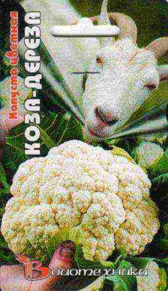 cauliflower best varieties