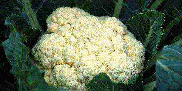 cauliflower best varieties