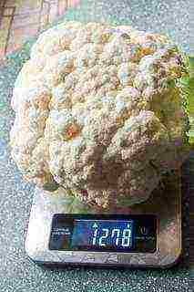 cauliflower best varieties