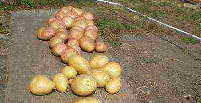 Svitanok Kiev potatoes in which regions of the Russian Federation are grown