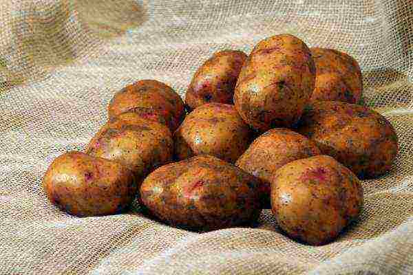 Svitanok Kiev potatoes in which regions of the Russian Federation are grown