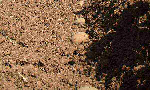 Svitanok Kiev potatoes in which regions of the Russian Federation are grown