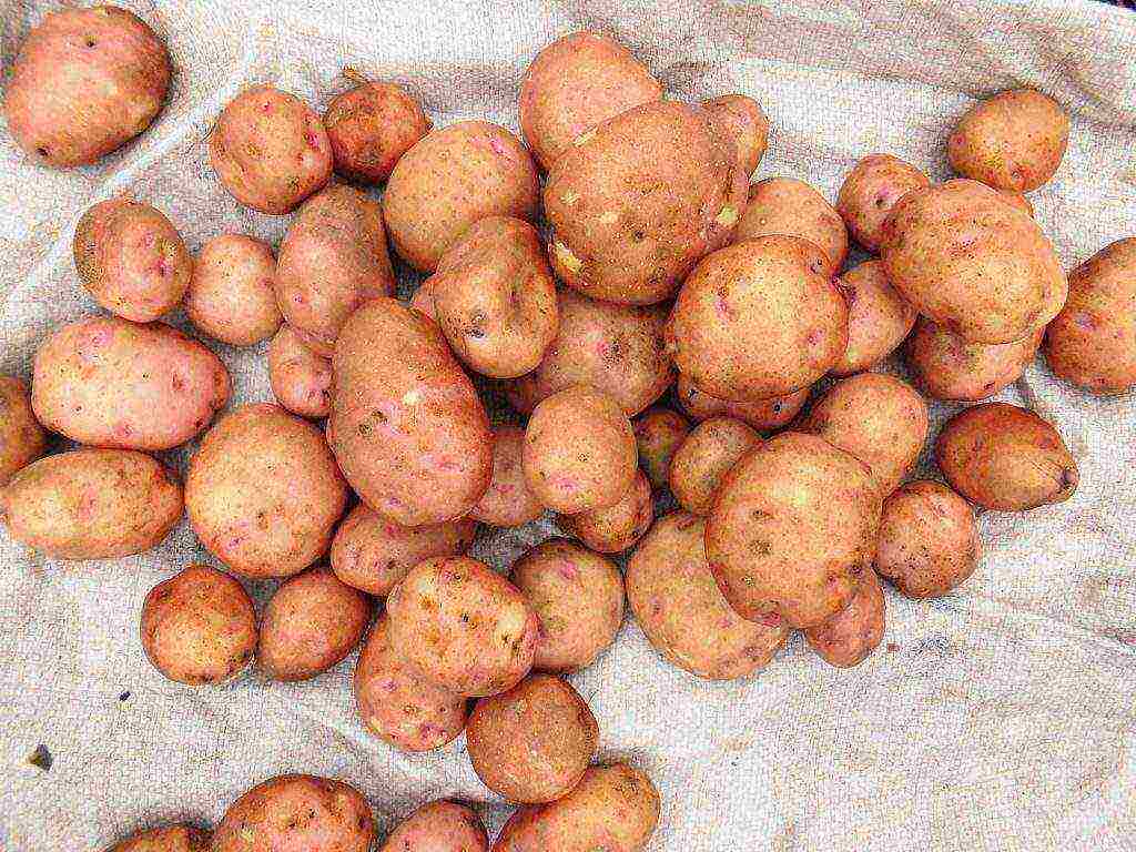 Svitanok Kiev potatoes in which regions of the Russian Federation are grown