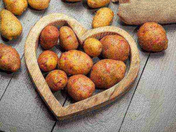 Svitanok Kiev potatoes in which regions of the Russian Federation are grown