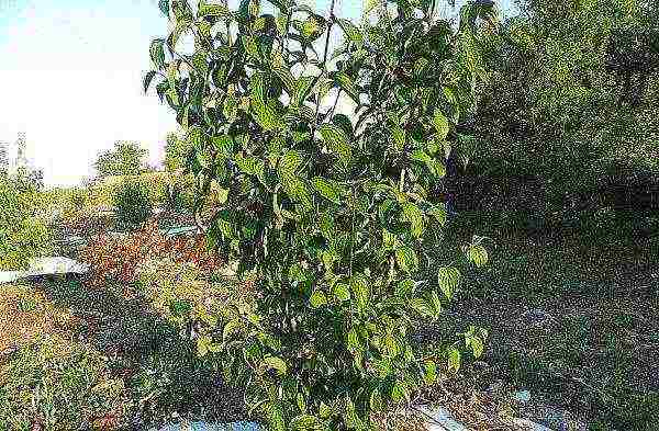 dogwood best varieties