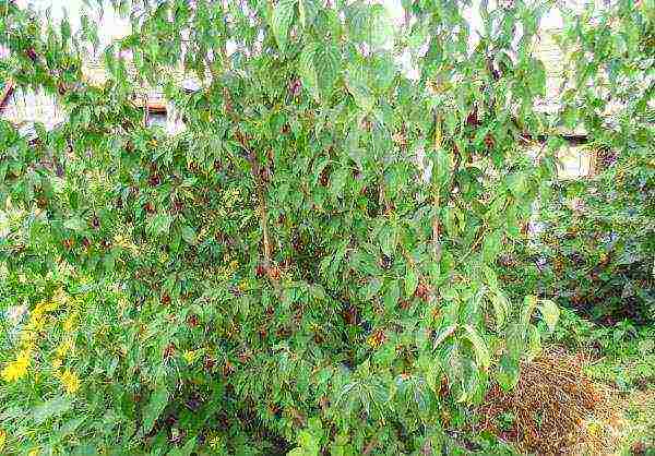 dogwood best varieties