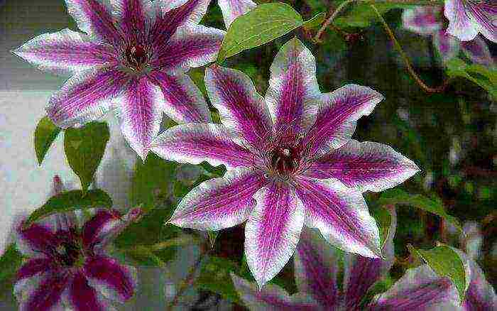 pagtatanim ng clematis mula sa mga binhi at pangangalaga sa bukas na bukid