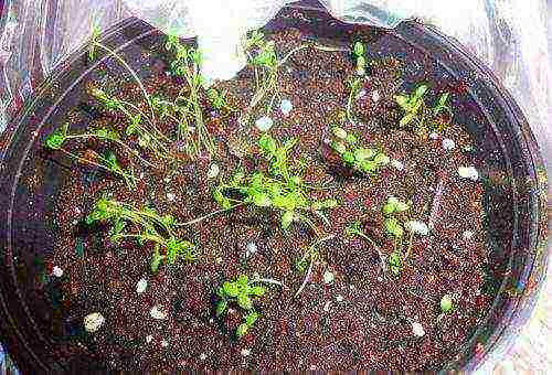 clematis planting from seeds and care in the open field