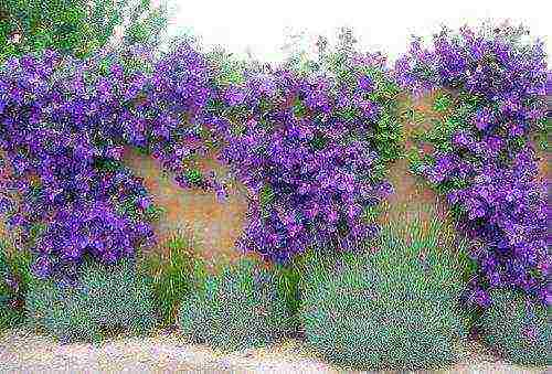 clematis planting from seeds and care in the open field