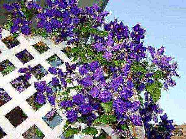 clematis planting from seeds and care in the open field