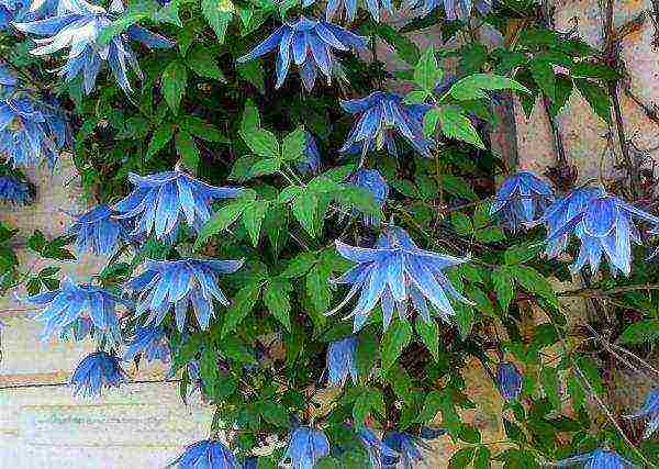 clematis planting from seeds and care in the open field