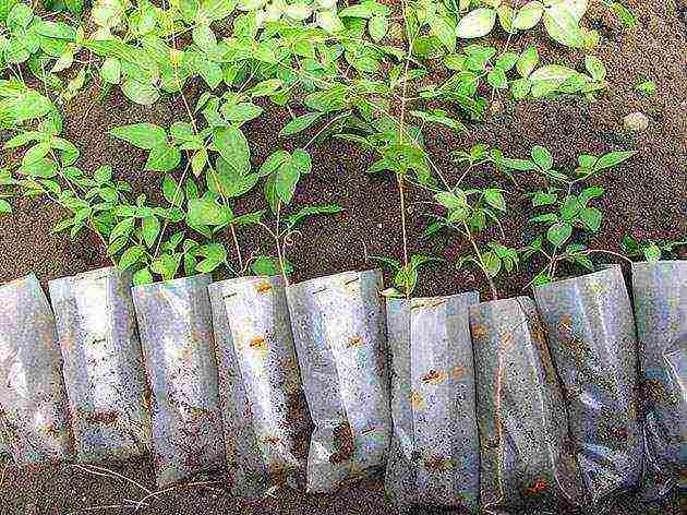 pagtatanim ng clematis mula sa mga binhi at pangangalaga sa bukas na bukid