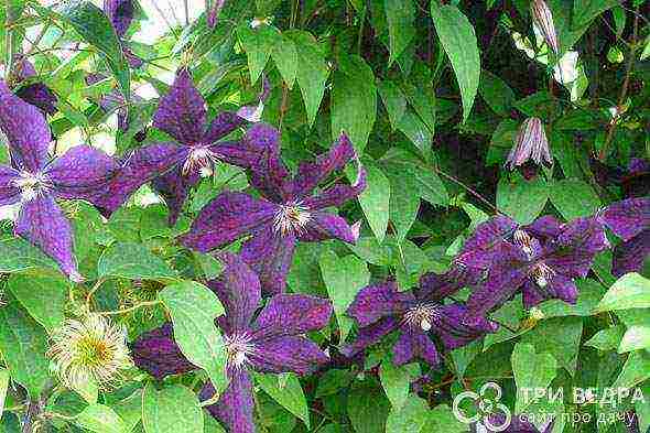 clematis planting and care in the open field in the suburbs