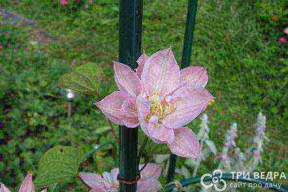 clematis planting and care in the open field in the suburbs