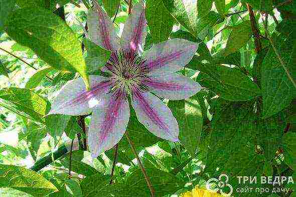 clematis planting and care in the open field in the suburbs