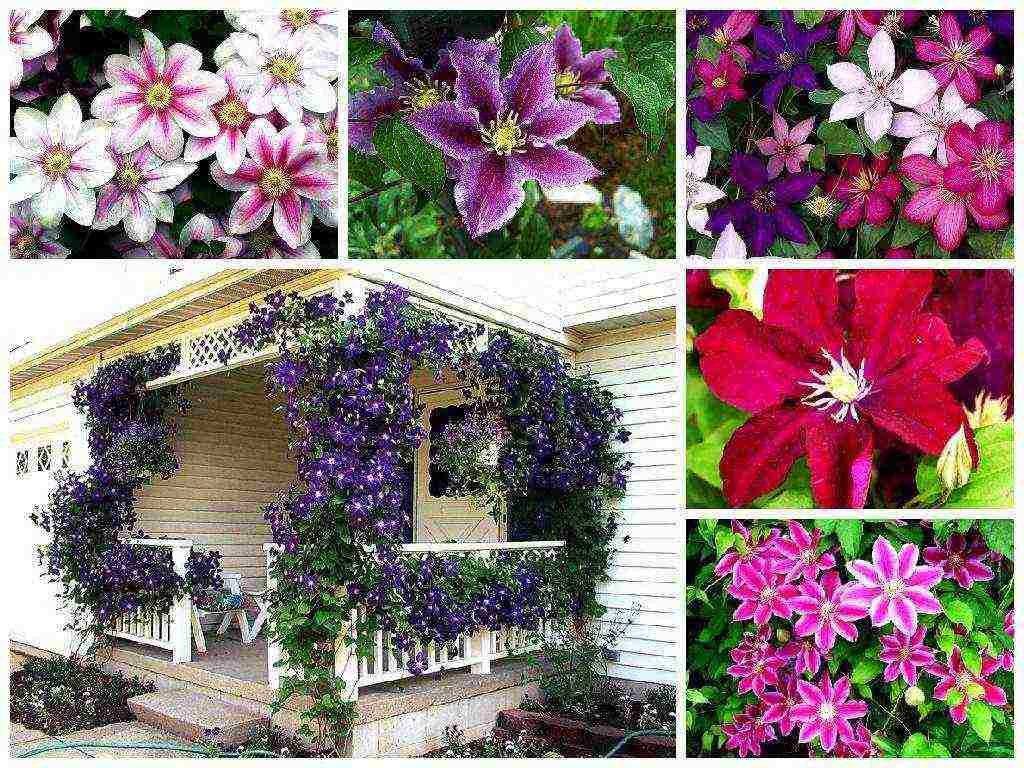 clematis planting and care in the open field in the suburbs