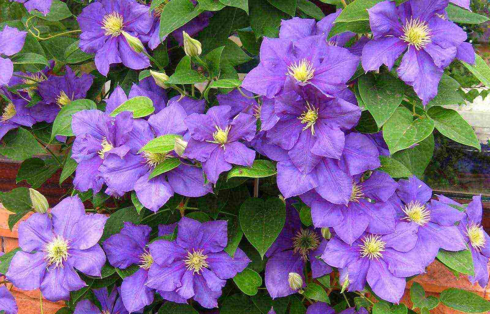 clematis planting and care in the open field in the suburbs