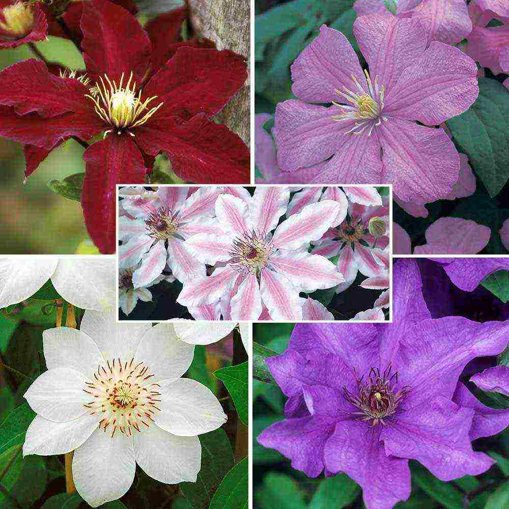 clematis planting and care in the open field in the suburbs