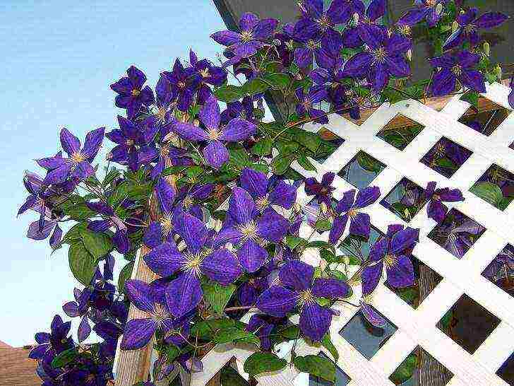 clematis planting and care in the open field in the suburbs