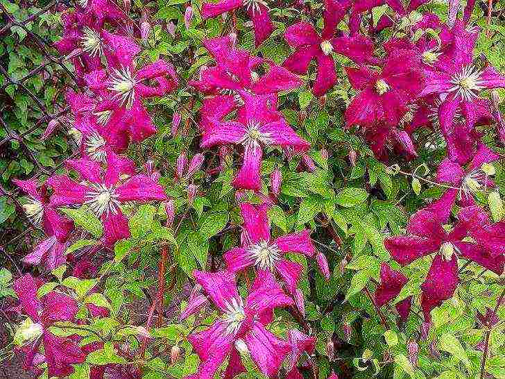 clematis planting and care in the open field in the suburbs