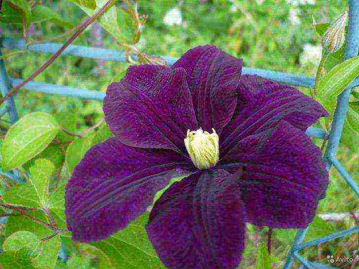 clematis planting and care in the open field in the suburbs