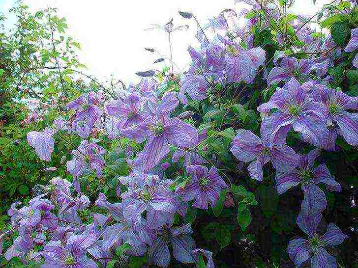 clematis planting and care in the open field in the suburbs