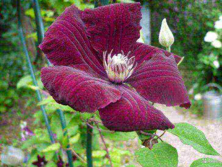 clematis planting and care in the open field in the suburbs