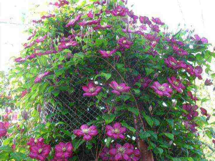 clematis planting and care in the open field in the suburbs