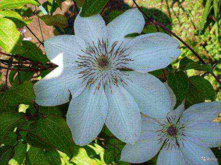 clematis planting and care in the open field in the suburbs