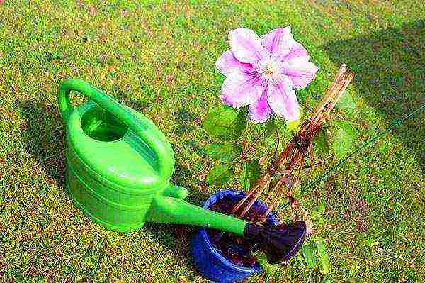 clematis planting and care in the open field in the suburbs