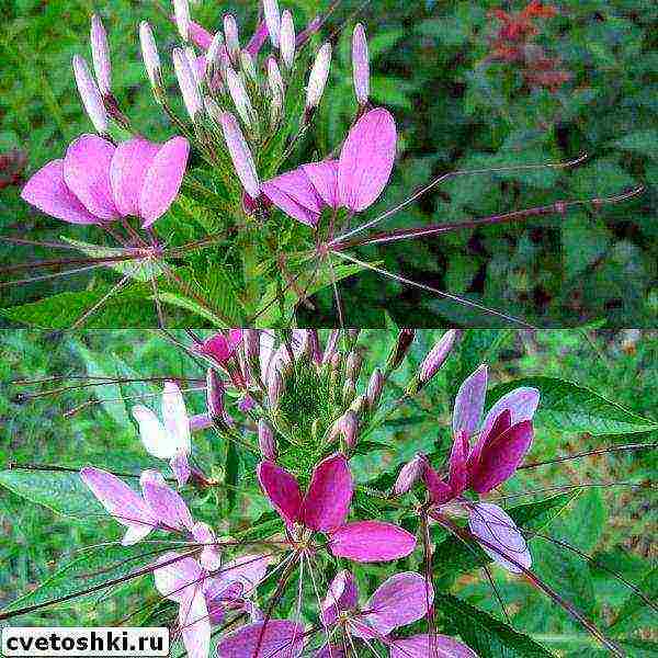 cleoma cherry queen planting and care in the open field