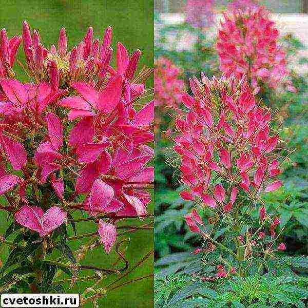 cleoma cherry queen na pagtatanim at pangangalaga sa bukas na bukid