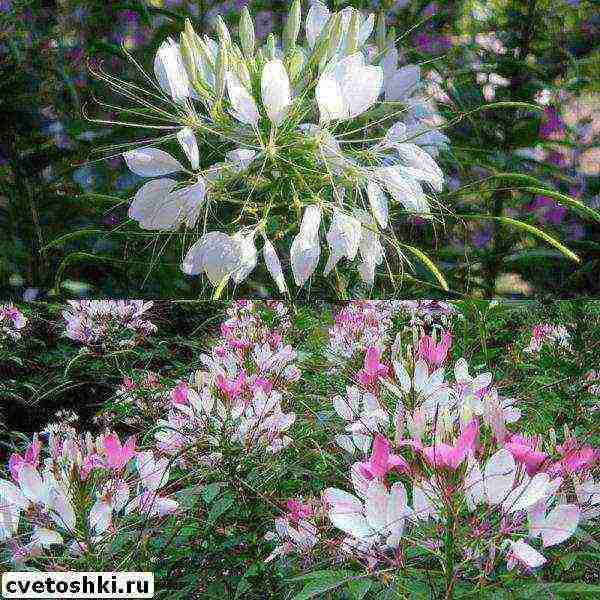 cleoma cherry queen planting and care in the open field