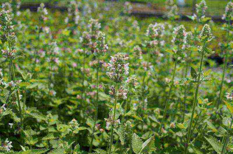 catnip planting and care in the open field in the urals