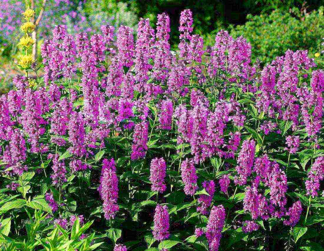 catnip planting and care in the open field in the urals