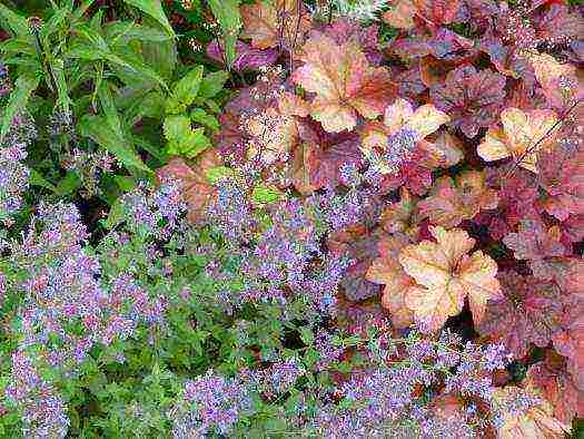 catnip planting and care in the open field in the urals